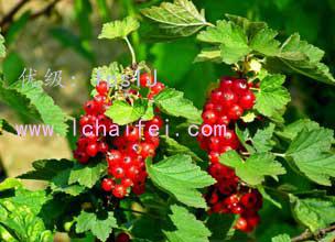 չ滮