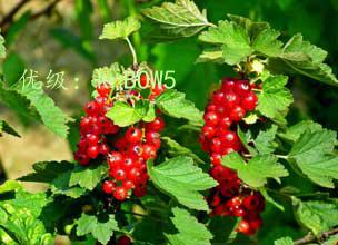 չ滮