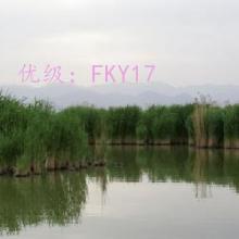 ǧ