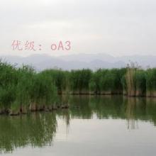 ó
