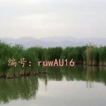 ̬