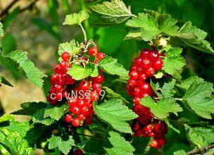 չ滮