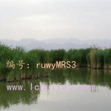 ʼ