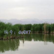 ó