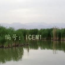 ó