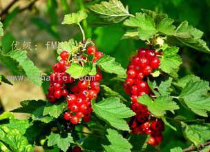 չ滮