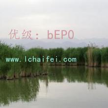 ó