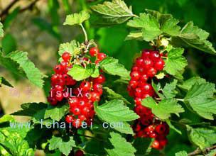 չ滮