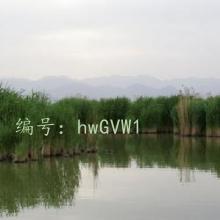 Ȼ