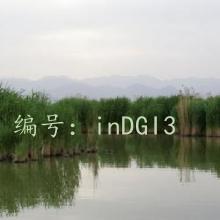̬