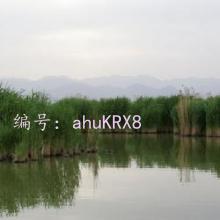 ̬