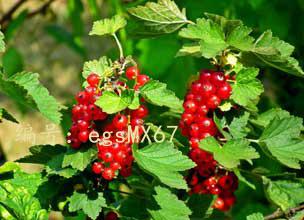 չ滮