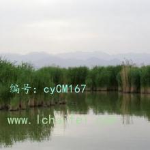 ó