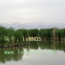 ζ