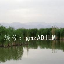 ó