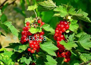 չ滮