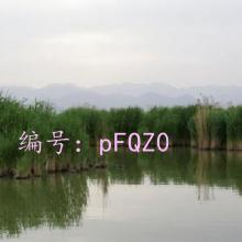 Ŀ