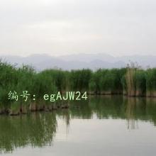 ʼ